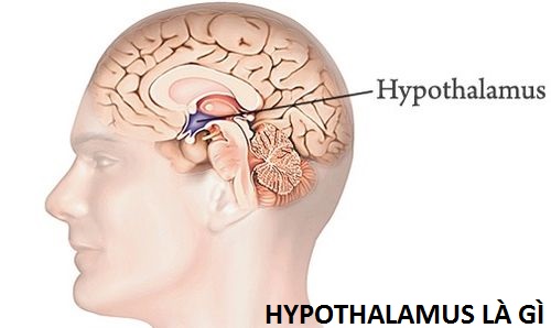 Vùng dưới đồi Hypothalamus là gì?