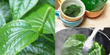 Thực hư bài thuốc lá lốt chữa bệnh phụ khoa dứt điểm